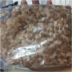 Nasiona Stopa słonia Dioscorea elephantipes seeds