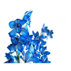 Nasiona Storczyk Cymbidium mix szt.5 N204