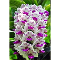 Nasiona Storczyk Cymbidium mix szt.5 Nxx204