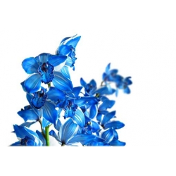 Nasiona Storczyk Cymbidium mix szt.5 Nxx204