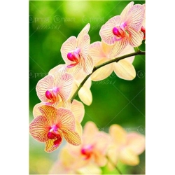 Nasiona Storczyk Cymbidium mix szt.5 Nxx204