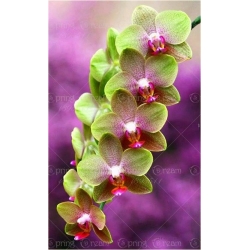 Nasiona Storczyk Cymbidium mix szt.5 Nxx204
