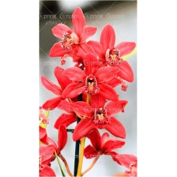 Nasiona Storczyk Cymbidium mix szt.5 Nxx204