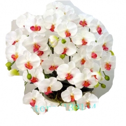 Nasiona Storczyk mix szt.5 N149