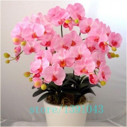 Nasiona Storczyk mix szt.5 Nxx149