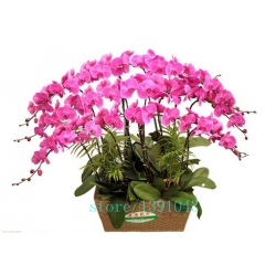 Nasiona Storczyk mix szt.5 Nxx149