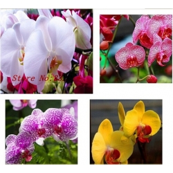 Nasiona Storczyk Motyl mix szt.5 Nxx180