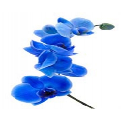 Nasiona Orchidea mini niebieska szt.4 N242