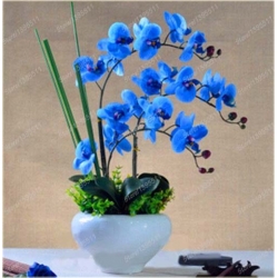 Nasiona Orchidea mini niebieska szt.4 Nxx242