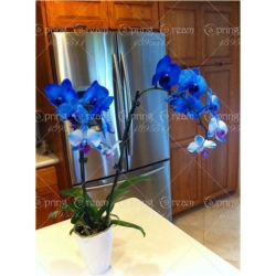 Nasiona Orchidea mini niebieska szt.4 Nxx242