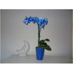 Nasiona Orchidea mini niebieska szt.4 Nxx242