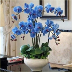 Nasiona Orchidea mini niebieska szt.4 Nxx242