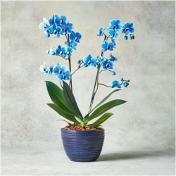 Nasiona Storczyk niebieski rzadki szt.5 Nxx196