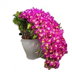 Nasiona Storczyk zwisający amarant szt.6 N208