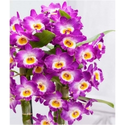 Nasiona Storczyk zwisający szt.6 Nxx208