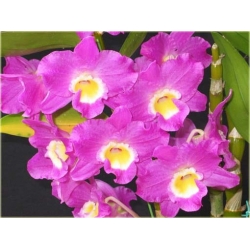 Nasiona Storczyk zwisający szt.6 Nxx208