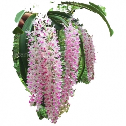 Nasiona Storczyk zwisający różowy szt.6 N206