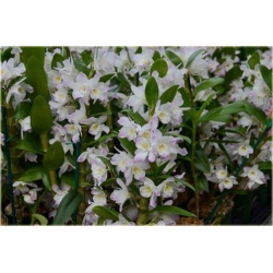 Nasiona Storczyk zwisający różowy szt.6 Nxx206