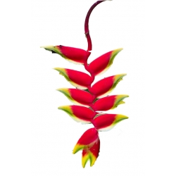 Nasiona Strelicja drobna czerwono-żółta szt.5 N290