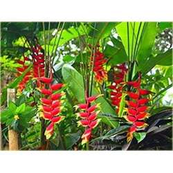 Nasiona Strelicja czer-żółta szt.5 Nxx290