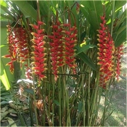 Nasiona Strelicja czer-żółta szt.5 Nxx290