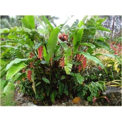 Nasiona Strelicja czer-żółta szt.5 Nxx290