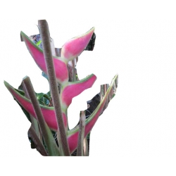 Nasiona Strelicja różowa szt.10 N291