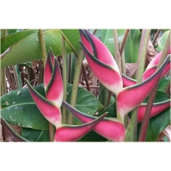 Nasiona Strelicja różowa szt.5 Nxx291