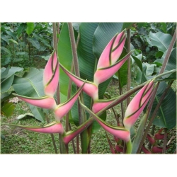 Nasiona Strelicja różowa szt.5 Nxx291