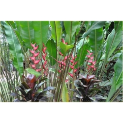 Nasiona Strelicja różowa szt.5 Nxx291