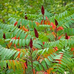 nasiona Sumak octowiec Rhus typhina szt5 Fore217