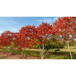 nasiona Sumak octowiec Rhus typhina szt5 Fore217