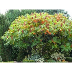 nasiona Sumak octowiec Rhus typhina szt5 Fore217