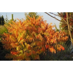 nasiona Sumak octowiec Rhus typhina szt5 Fore217