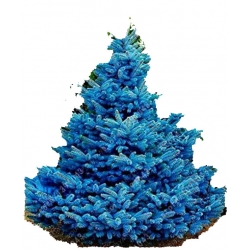 Nasiona Świerk niebieski mix szt.5 N356