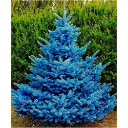 Nasiona Świerk niebieski mix szt.5 Nxx356