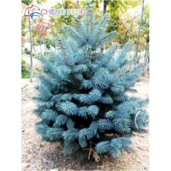 Nasiona Świerk niebieski mix szt.5 Nxx356