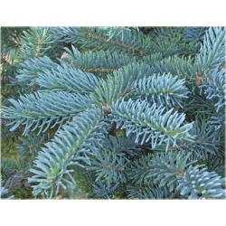 Nasiona Świerk niebieski mix szt.5 Nxx356