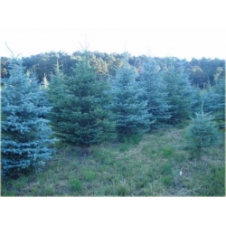 Nasiona Świerk niebieski mix szt.5 Nxx356