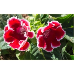 Nasiona Syningia czerwona z białym szt.5 Nxx491