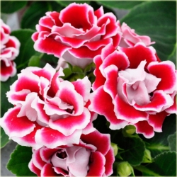 Nasiona Syningia czerwona z białym szt.5 Nxx491