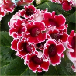 Nasiona Syningia czerwona z białym szt.5 Nxx491