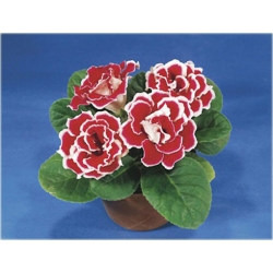 Nasiona Syningia czerwona z białym szt.5 Nxx491