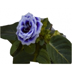 Nasiona Syningia gloksynia niebieska szt.5 N512