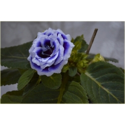 Nasiona Syningia gloksynia nieb szt.5 Nxx492