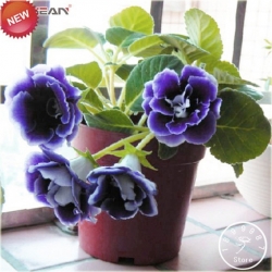 Nasiona Syningia gloksynia nieb szt.5 Nxx492