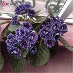 Nasiona Syningia gloksynia nieb szt.5 Nxx492