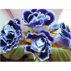 Nasiona Syningia gloksynia nieb szt.5 Nxx492