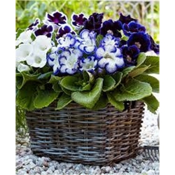 Nasiona Syningia gloksynia nieb szt.5 Nxx492