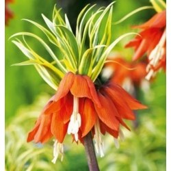 Szachownica cesarska pomarańcz szt.5 Nxx681